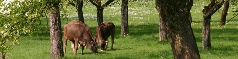 Kühe im Obstgarten 1571--1200x300.jpg